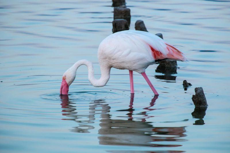 roze flamingo 's