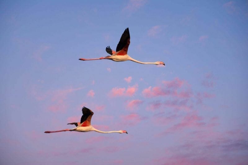pink flamingoes cagliari