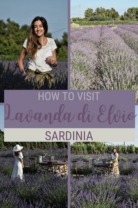 Discover how to visit La Lavanda di Elvio, Sardinia's first lavender field - via @c_tavani