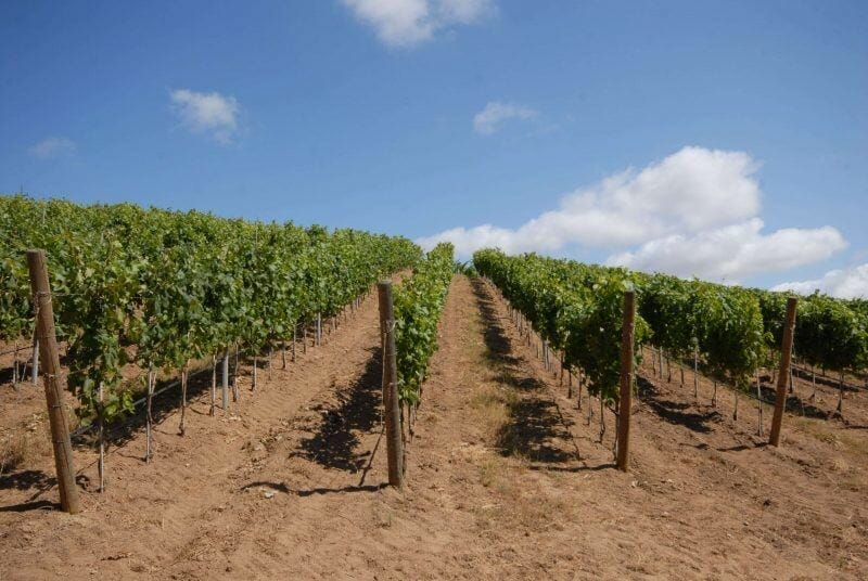 Sardinian wineries