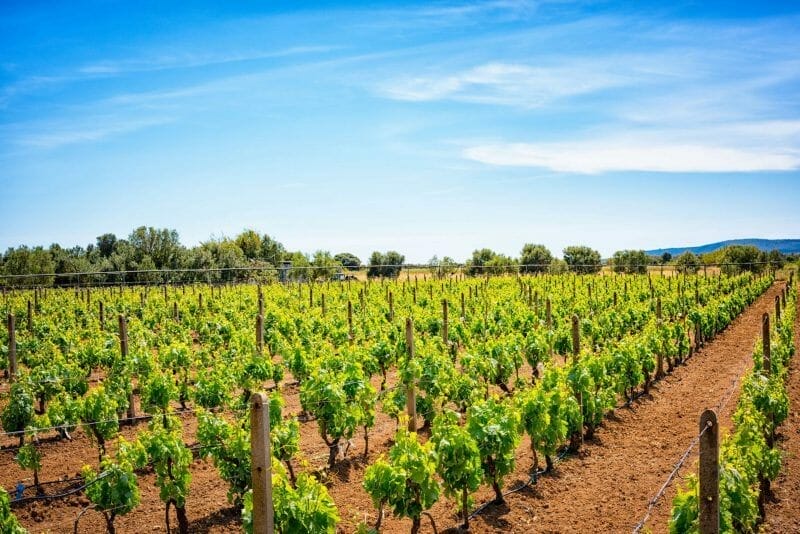 wineries in Sardinia