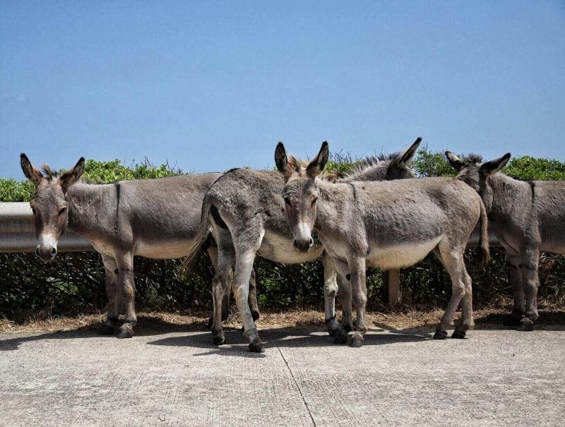 Asinara donkeys
