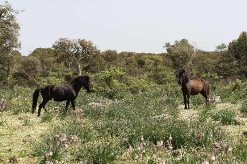 Nature reserves in Sardinia