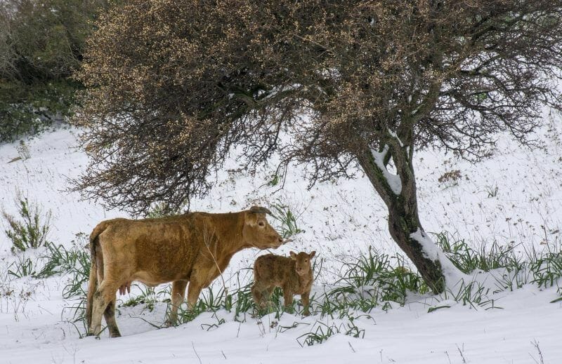 Sardinia in winter