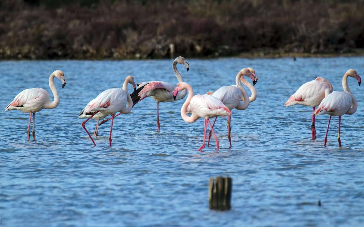 Molentargius flamingos in Sardinia