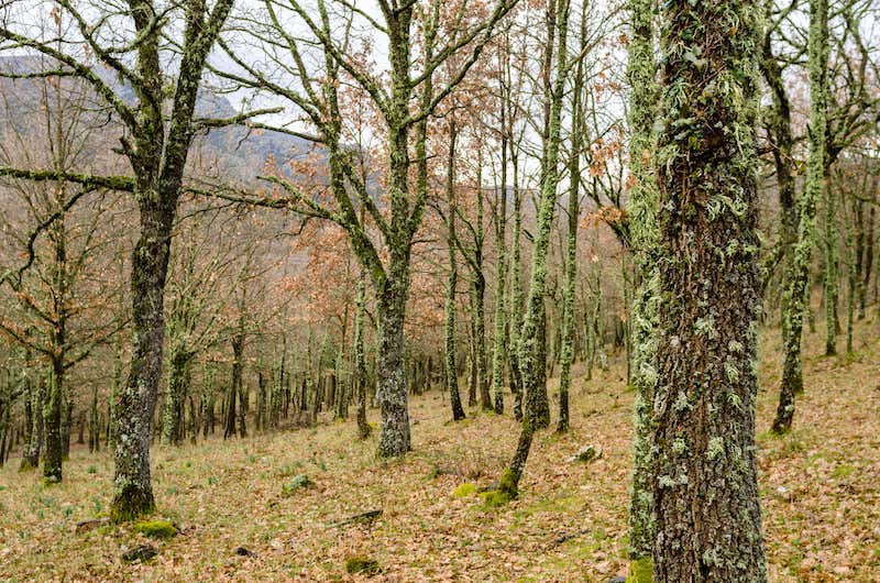 Fonni forests
