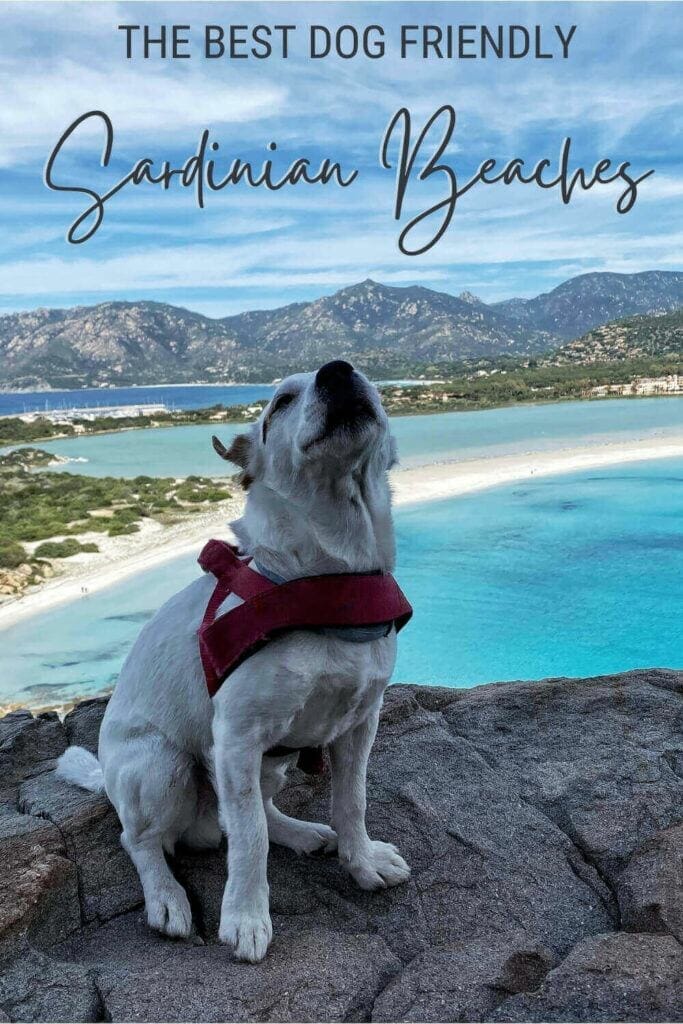 Discover the most dog friendly beaches in Sardinia - via @c_tavani