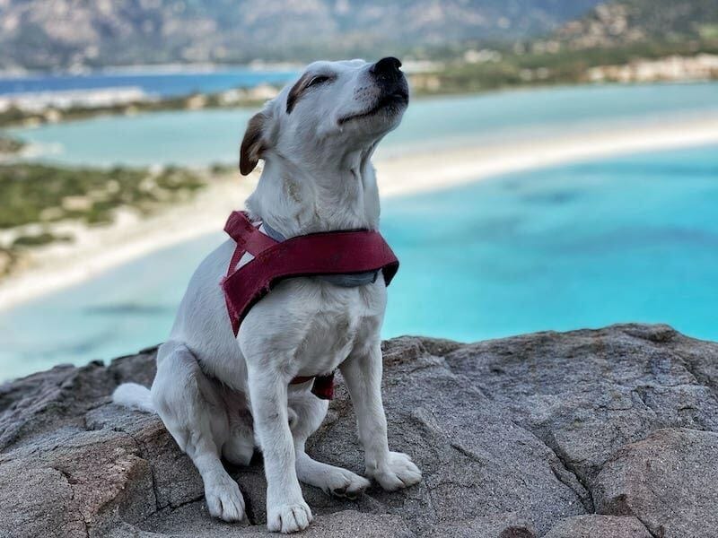 Dog friendly Beaches In Sardinia