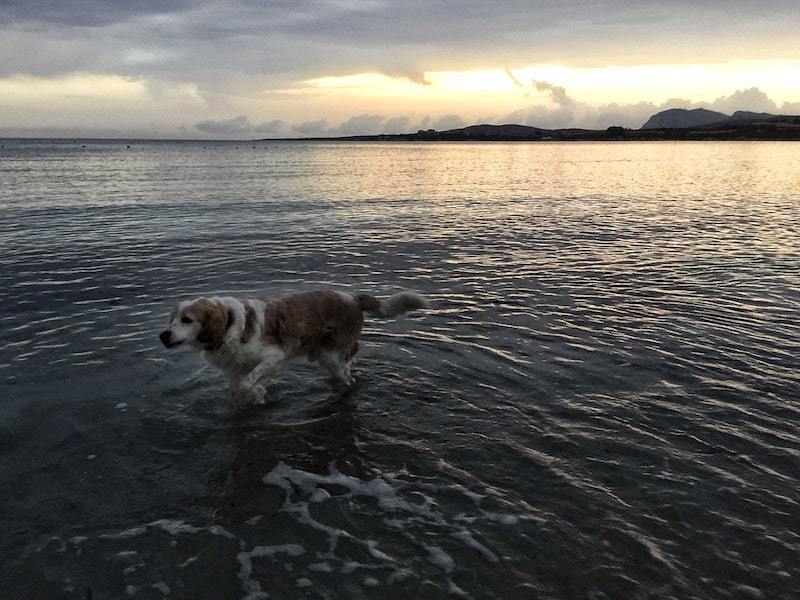 Olbia dog beaches in Sardinia
