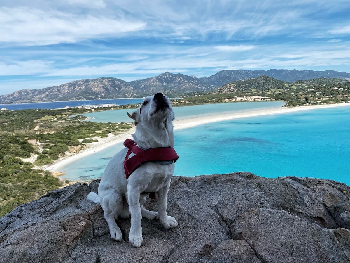Dog friendly Beaches In Sardinia