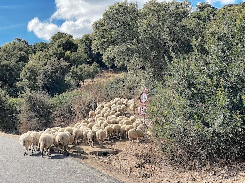 facts about Sardinia