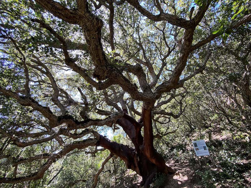 Ancient Oak