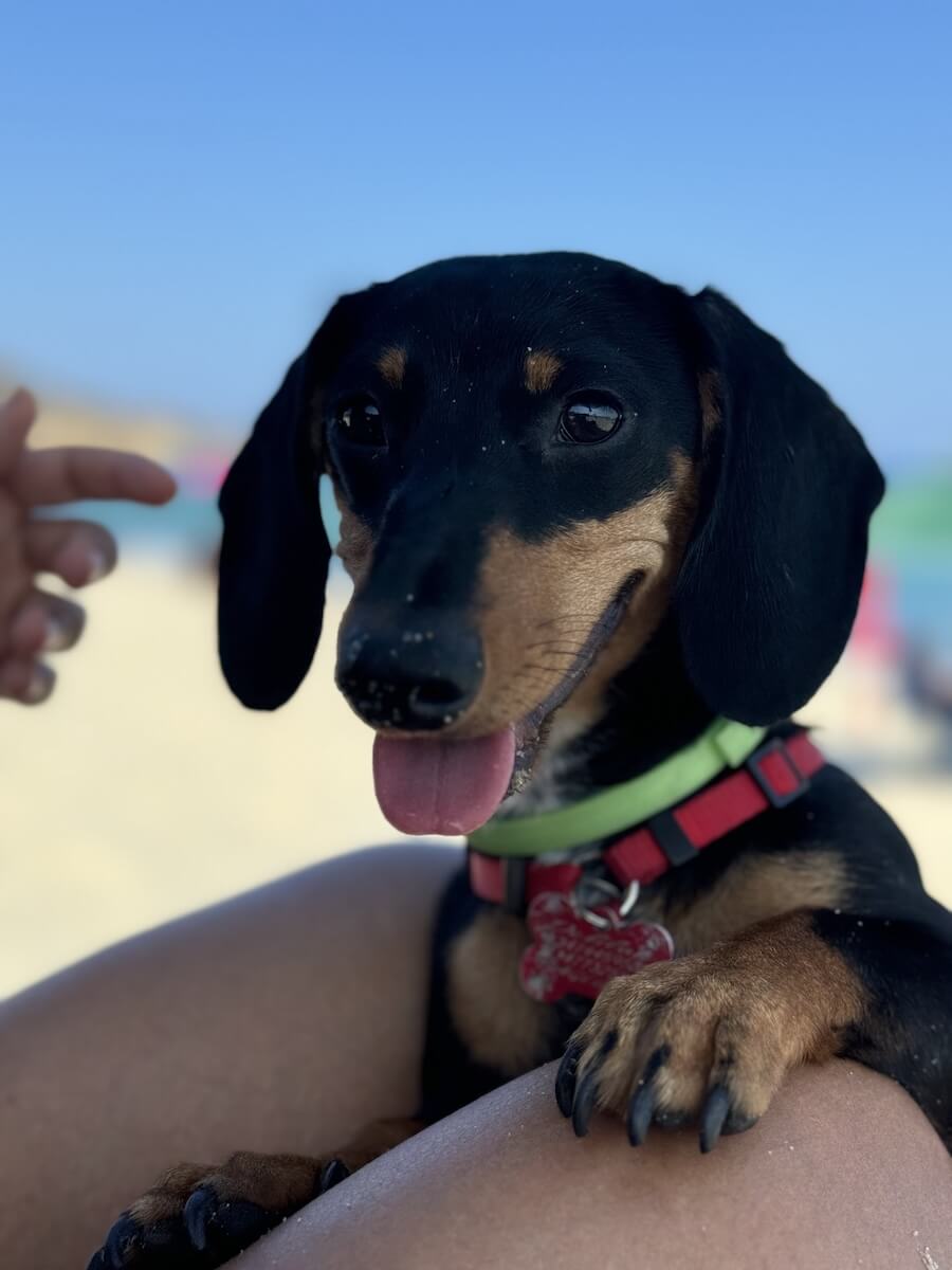Delilah at the beach in Costa Rei, Sardinia.